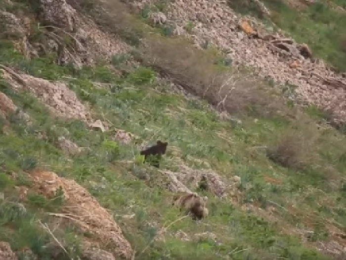 Бурые медведи в горах